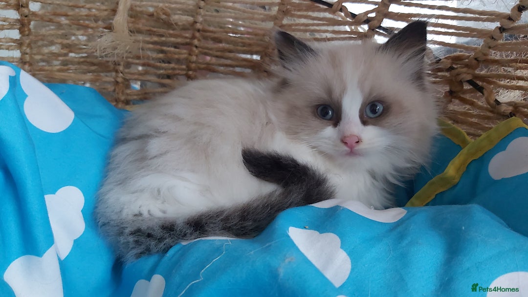 Ragdoll cats for sale: RAGDOLLS BICOLOUR BOY GIRLS BLUE EYES READY NOW  - Advert 25