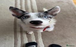 Mixed Breed dogs for sale: Blue Merle for sale  - Image 3
