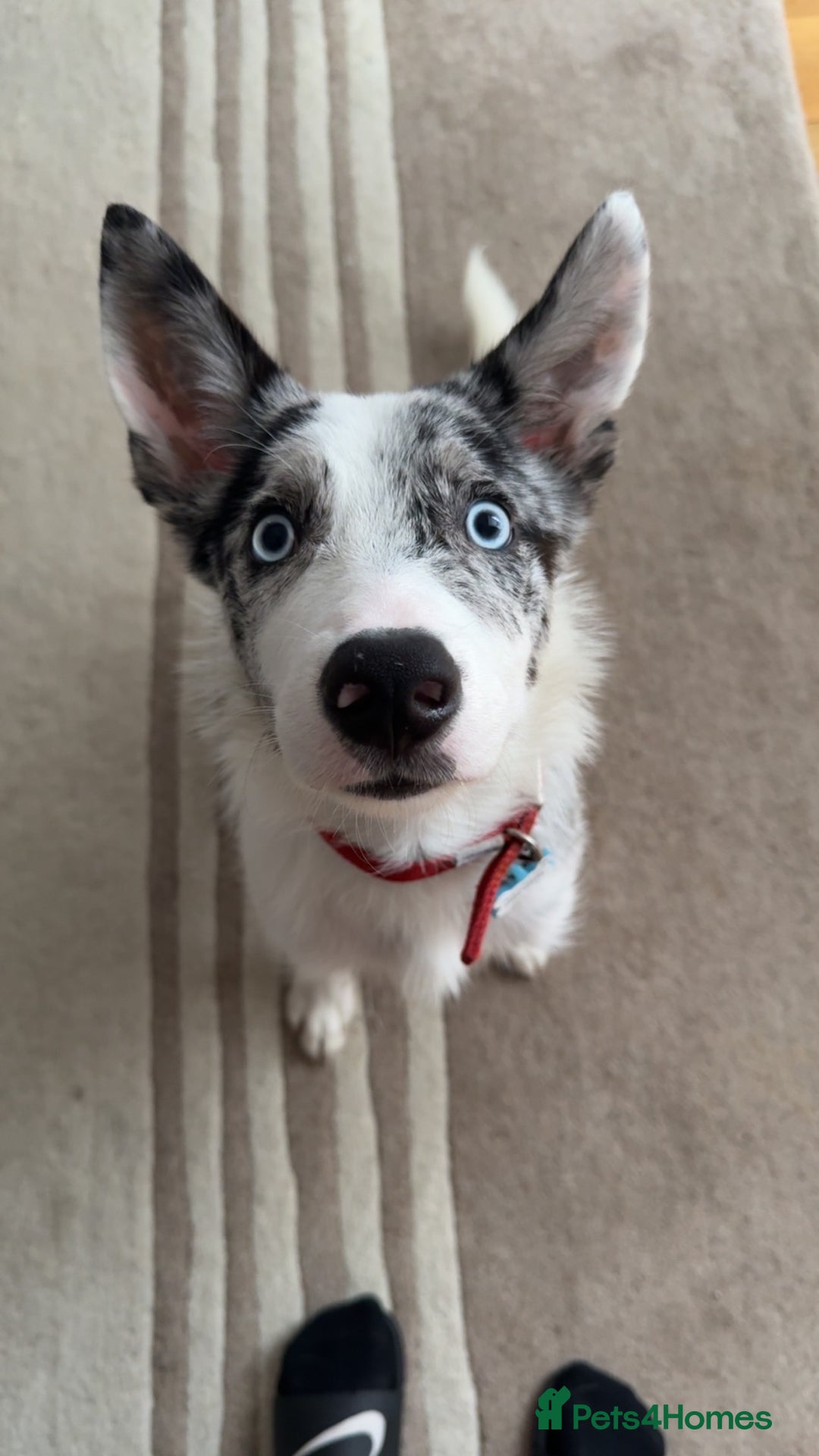 Mixed Breed dogs for sale: Blue Merle for sale  - Image 3