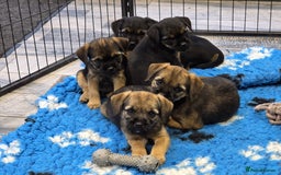 Border Terrier dogs for sale: Border Terrier Pups - Image 1