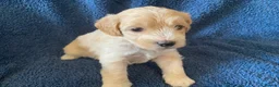 Cockapoo dogs for sale: Belles beautiful Angels  - Advert 33