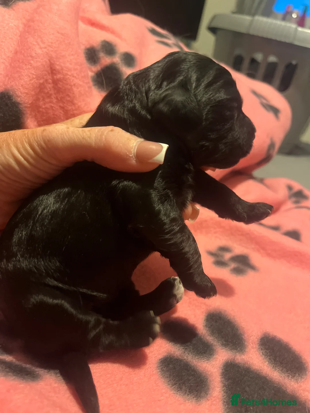 Cockapoo dogs for sale: Cockapoo Pups - Advert 2