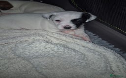 Jack Russell dogs for sale: Beautiful. Jack Russell puppies for sale - Image 5