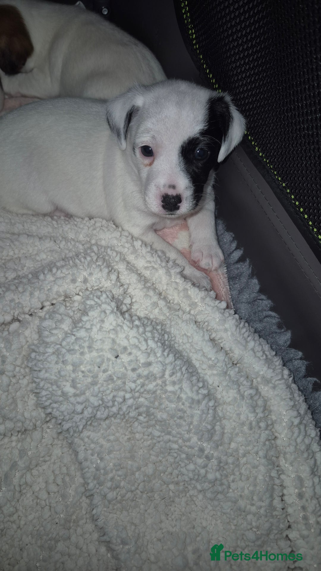Jack Russell dogs for sale: Beautiful. Jack Russell puppies for sale - Image 5