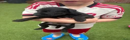 Patterdale Terrier dogs for sale: 🔥🔥ROSIE & BOBS LITTER🔥🔥 in Liverpool - Advert 6