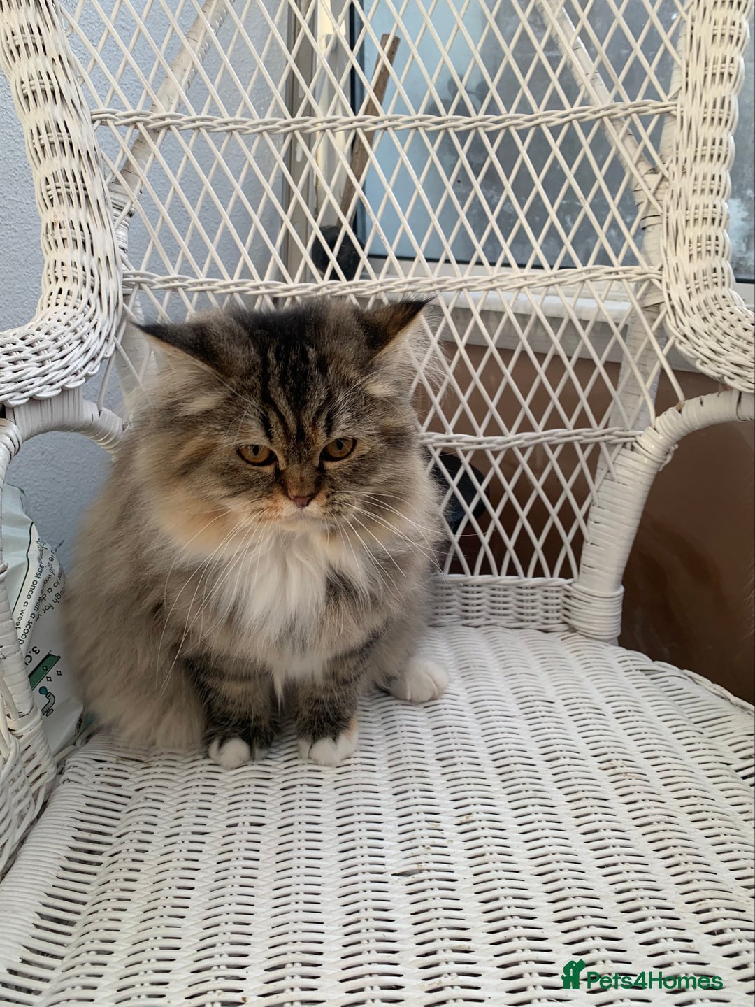 Persian cats for sale: 1 gorgeous Persian kit - Advert 2