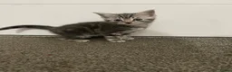 American Shorthair cats for sale: Beautiful Kittens Looking For Forever Home - Advert 6