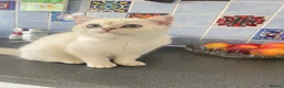 British Shorthair cats for sale: Silver shaded British shorthair female Kiwi in ELY - Advert 4
