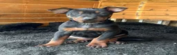 Chinese Red Dog dogs for sale: BEAUIFUL CHINESE RED DOG PUPS - Advert 5