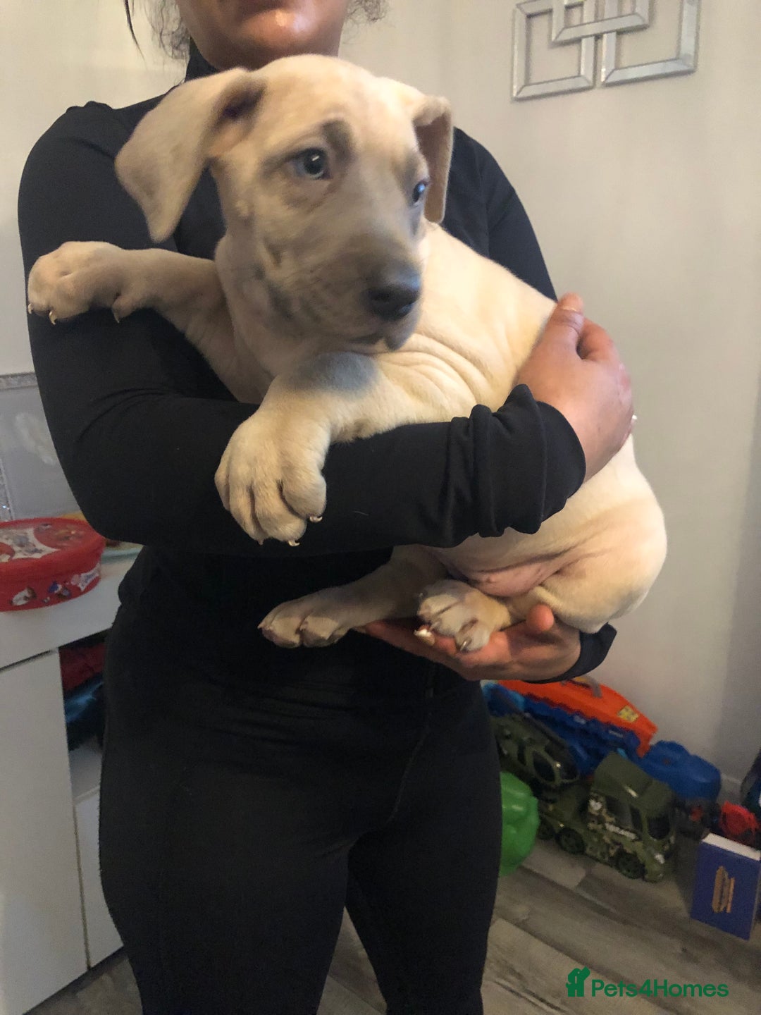 Great Dane dogs for sale: Great Dane puppies waiting list open  - Advert 16