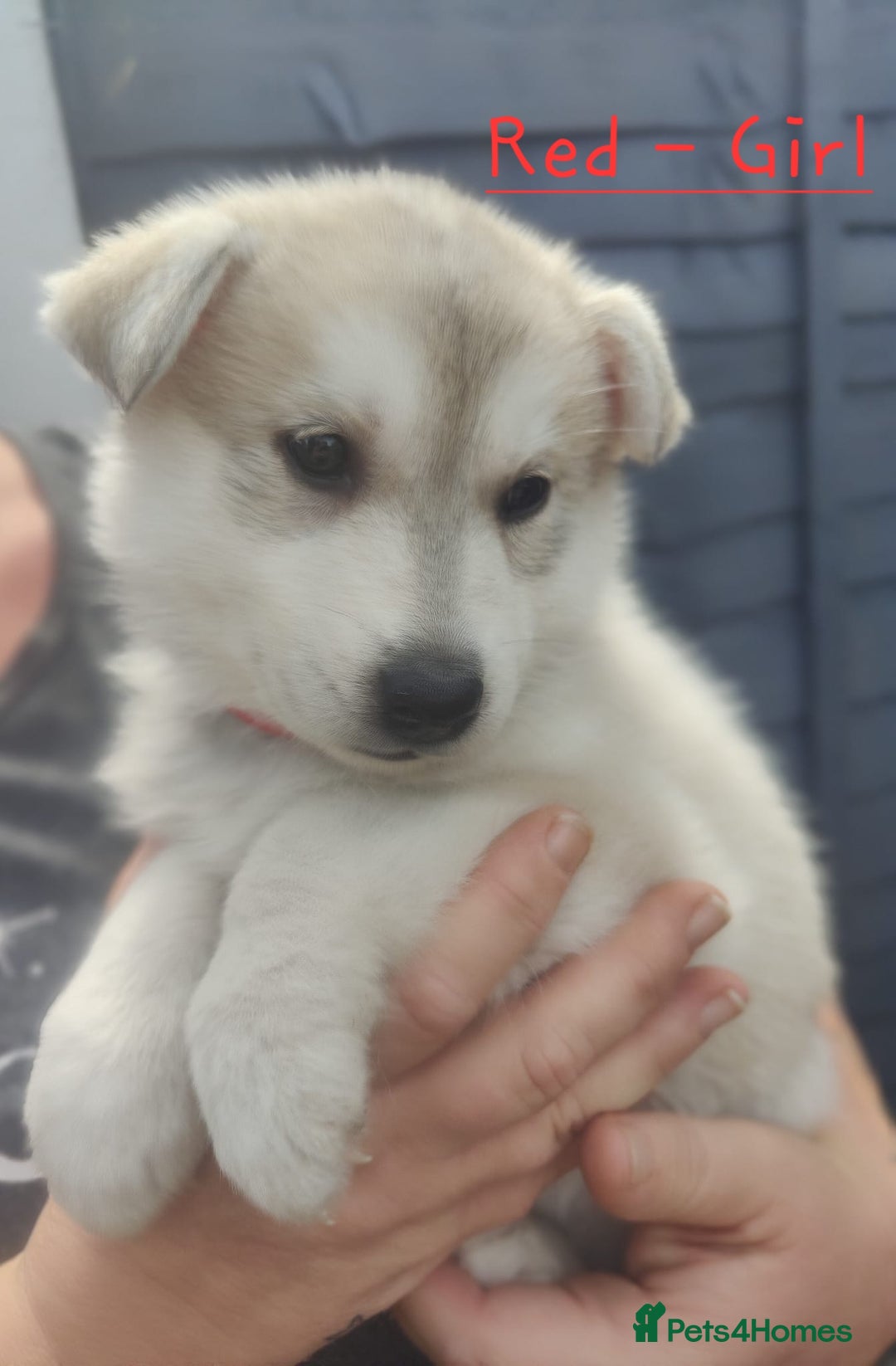 Mixed Breed dogs for sale: Shepsky  - Image 4