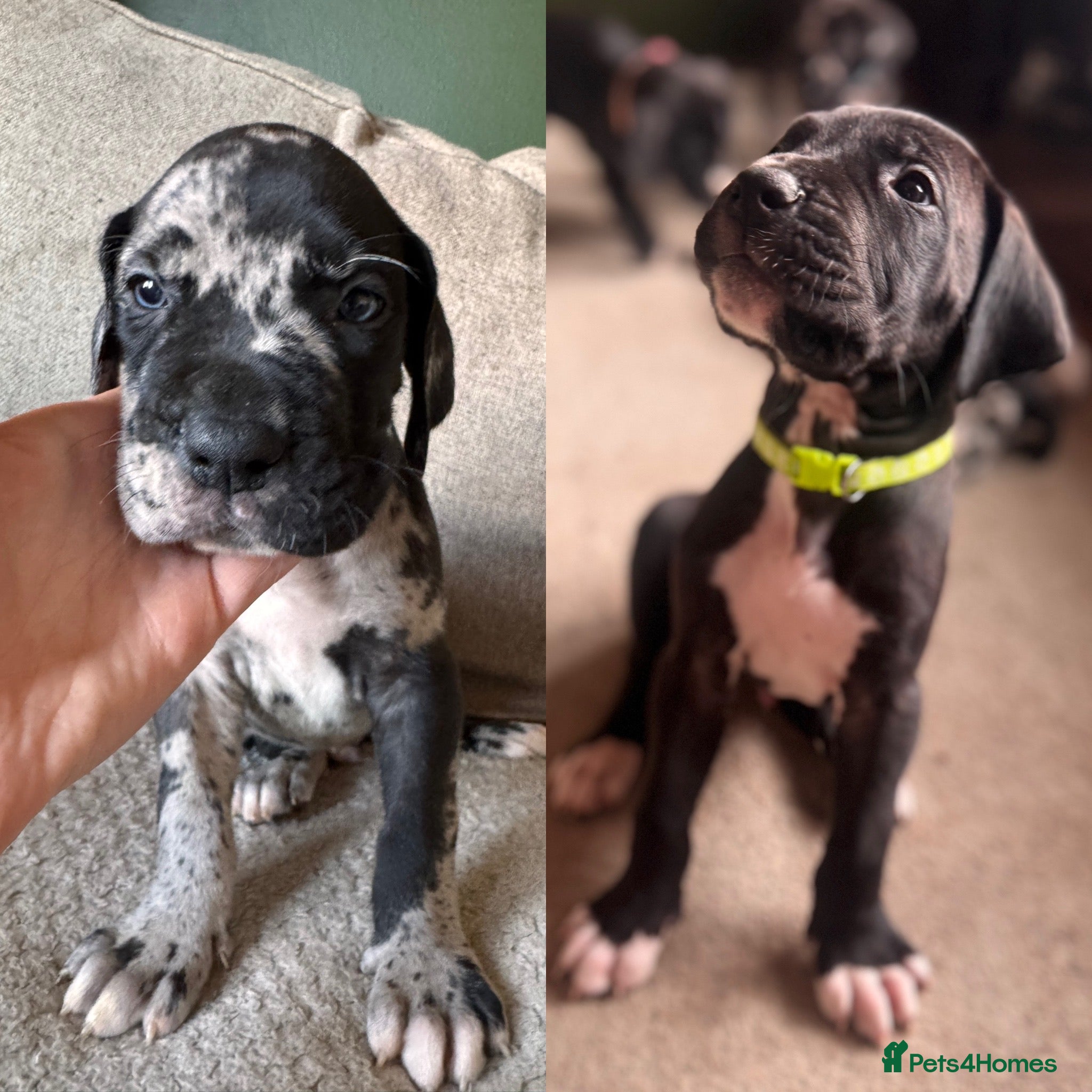 Great Dane dogs KC registered Great Dane pups - Advert 6