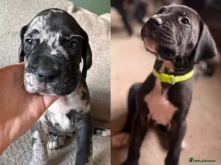 Great Dane dogs KC registered Great Dane pups - Advert 6