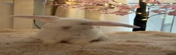 French Lop rabbits for sale: The happy hoppers French lop babies - Advert 15