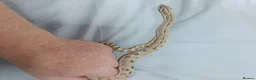 Snake reptiles for sale: 3 hognose snakes - Advert 5