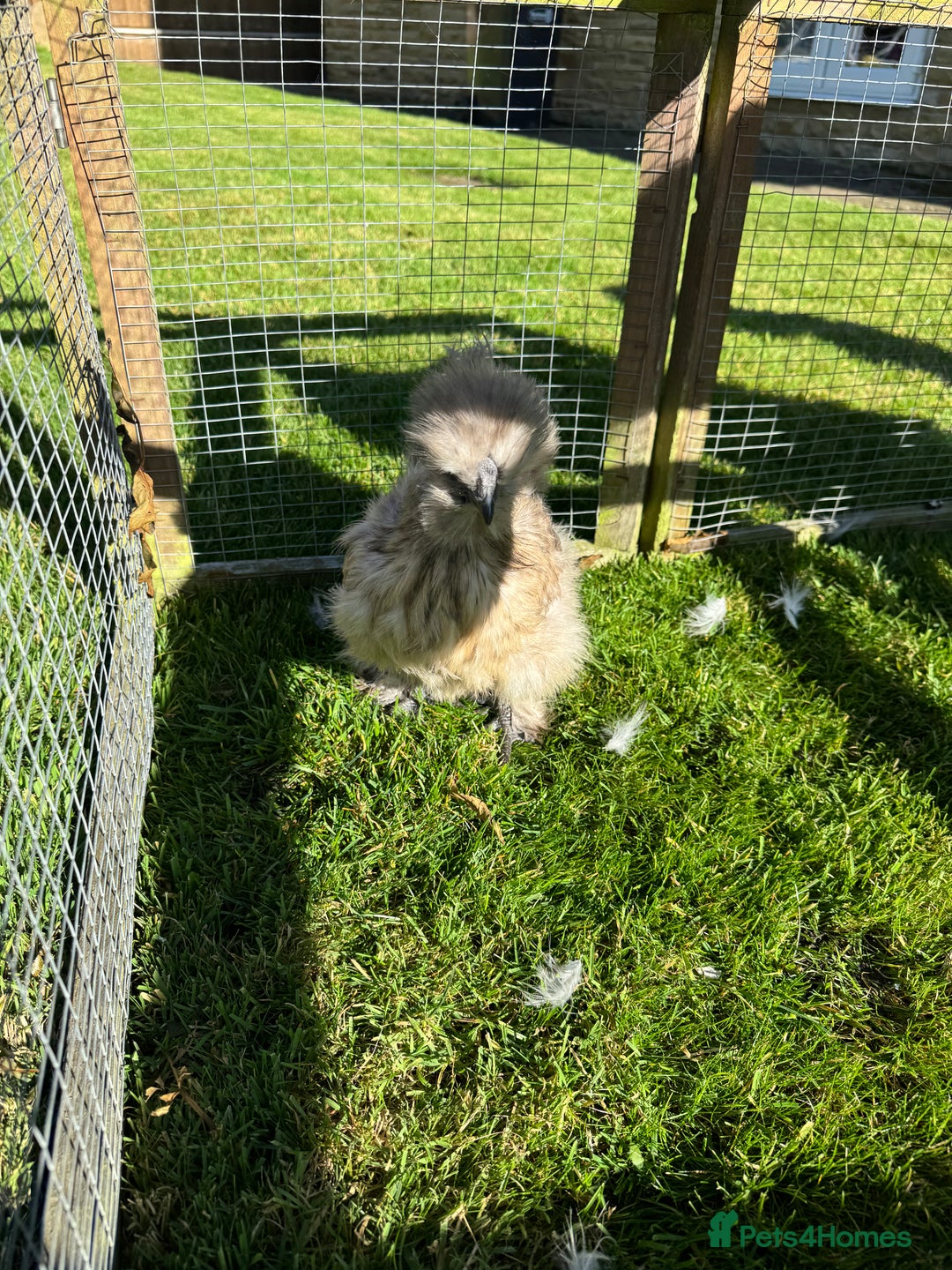 Chickens poultry for sale: Young silkies - 2 cockerels and one hen - Image 10