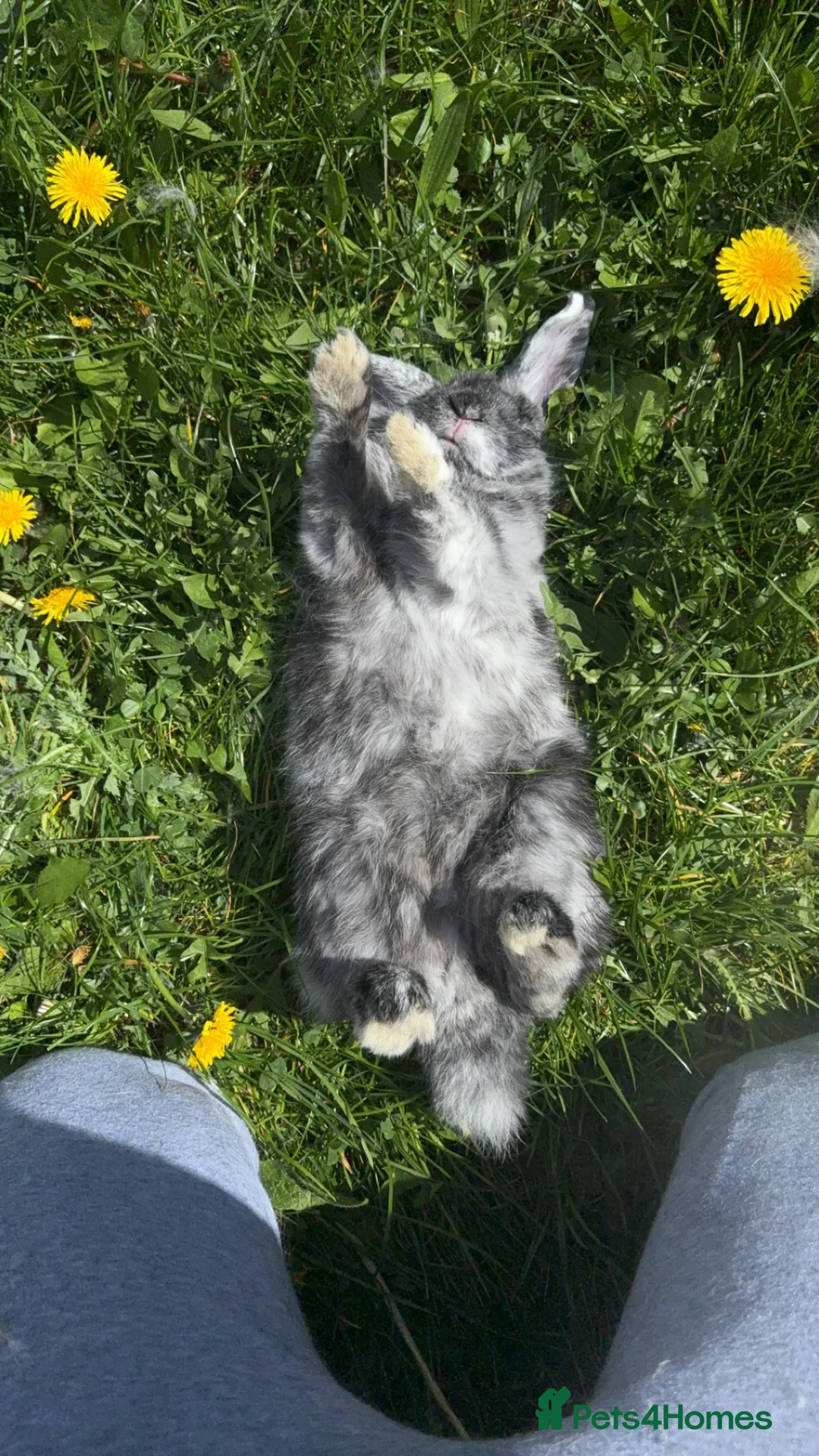 Mini Lop rabbits for sale: Mini lop my name is Aero 😍 - Advert 2