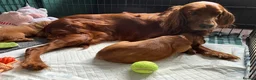 Irish Setter dogs for sale: Irish Setter Puppy - Advert 18
