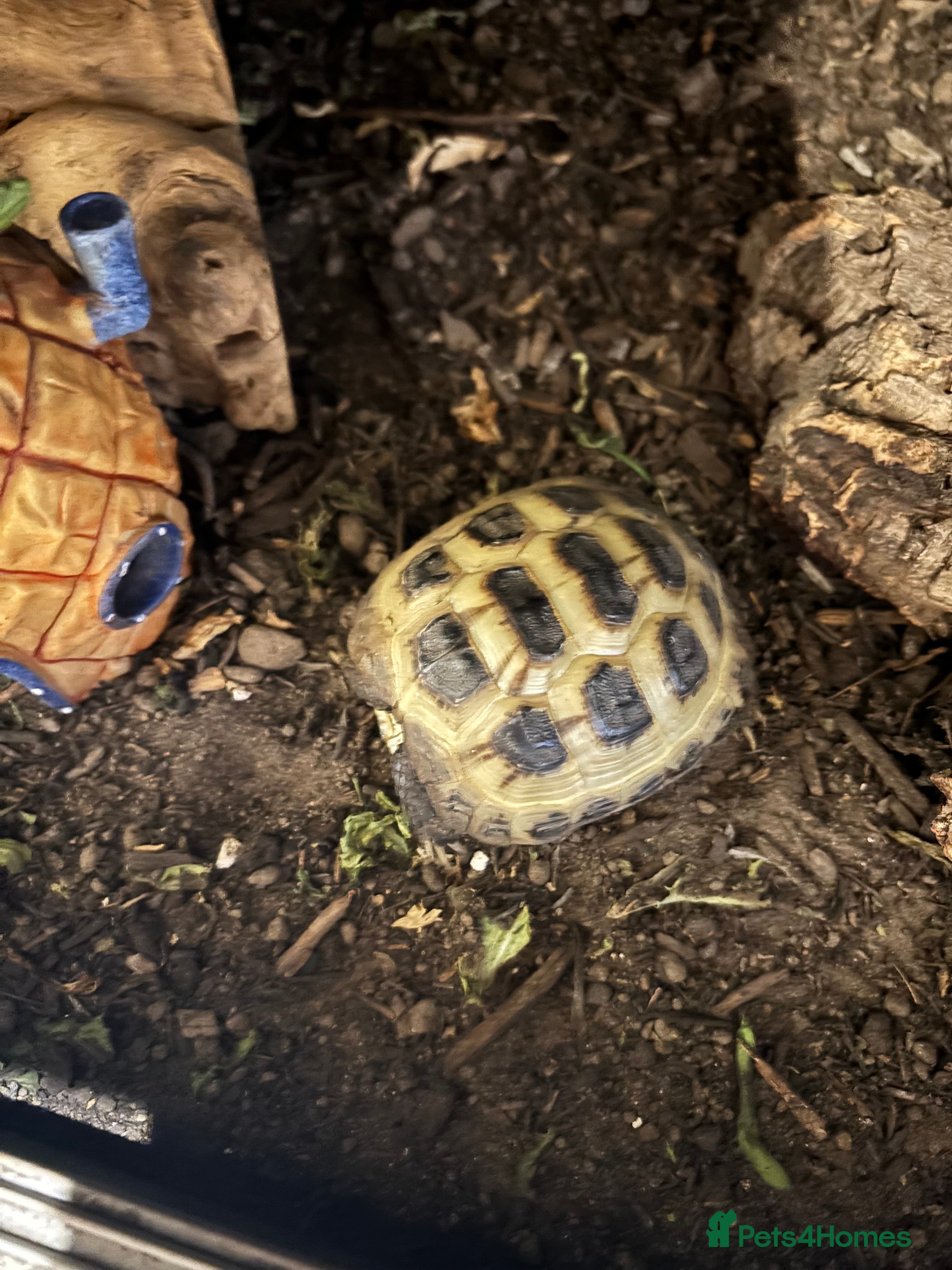 Tortoise reptiles Tortoise  - Advert 1