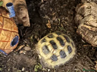 Tortoise reptiles Tortoise - Advert 1