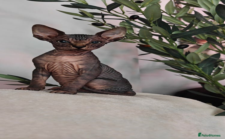 Sphynx cats - Advert 2