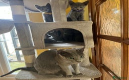 Russian Blue cats for sale: Pure Breed Russian Blue TICA registered  - Image 13