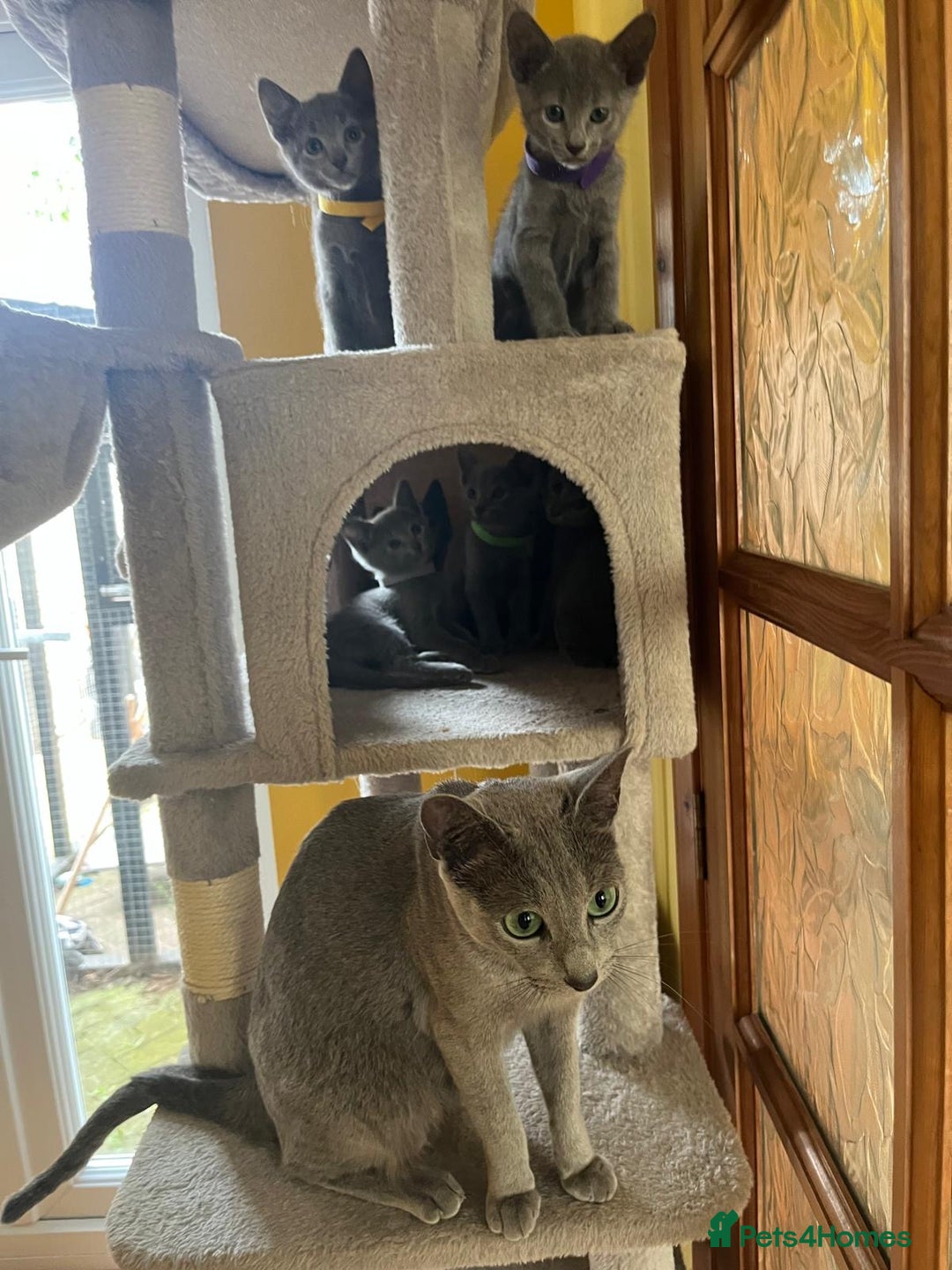 Russian Blue cats for sale: Pure Breed Russian Blue TICA registered  - Image 13