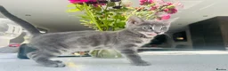 Bengal cats for sale: 3 Beautiful Blue Female TICA Reg Bengal kittens  - Advert 16