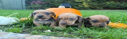 Miniature Dachshund dogs for sale: Gorgeous red mini Dachsund puppies - Advert 4