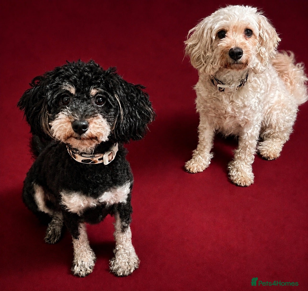 Cavapoochon dogs READY TO LEAVE NOW!! Miniature cavapoochons - Advert 5