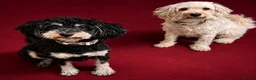 Cavapoochon dogs for sale: READY TO LEAVE NOW!! Miniature cavapoochons - Advert 1