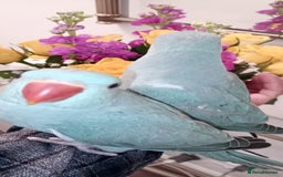 Parrots birds for sale: Hand reared baby Indian Ringneck for sale  - Image 2