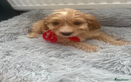 Cockapoo dogs for sale: Cockapoo Puppies - Image 10