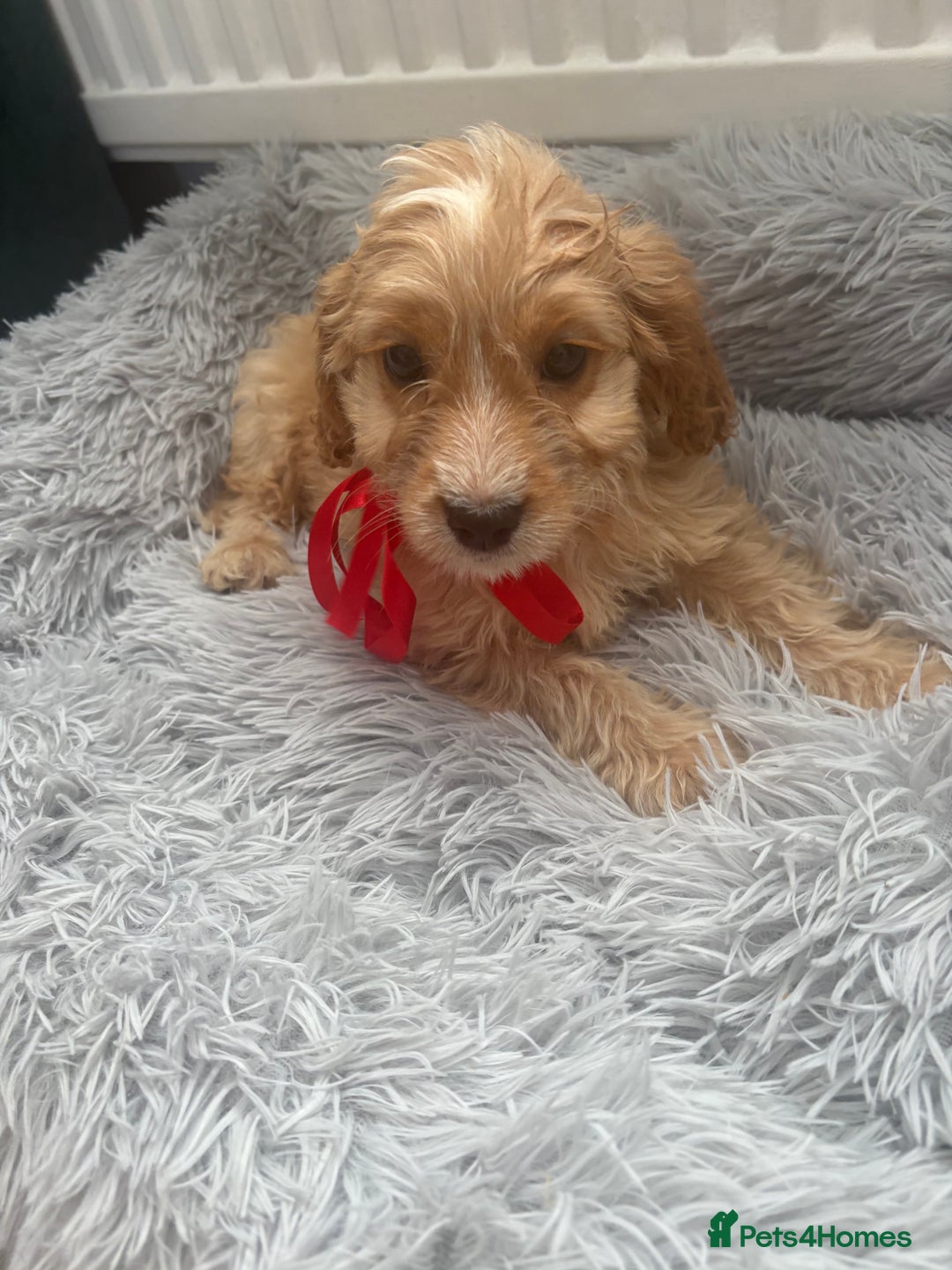 Cockapoo dogs for sale: Cockapoo Puppies - Image 10