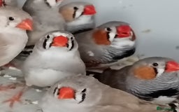 Finches birds for sale: Zabira finches  - Image 2