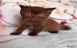 British Shorthair cats for sale: Beautiful British Shorthair Kittens 💝 - Image 9