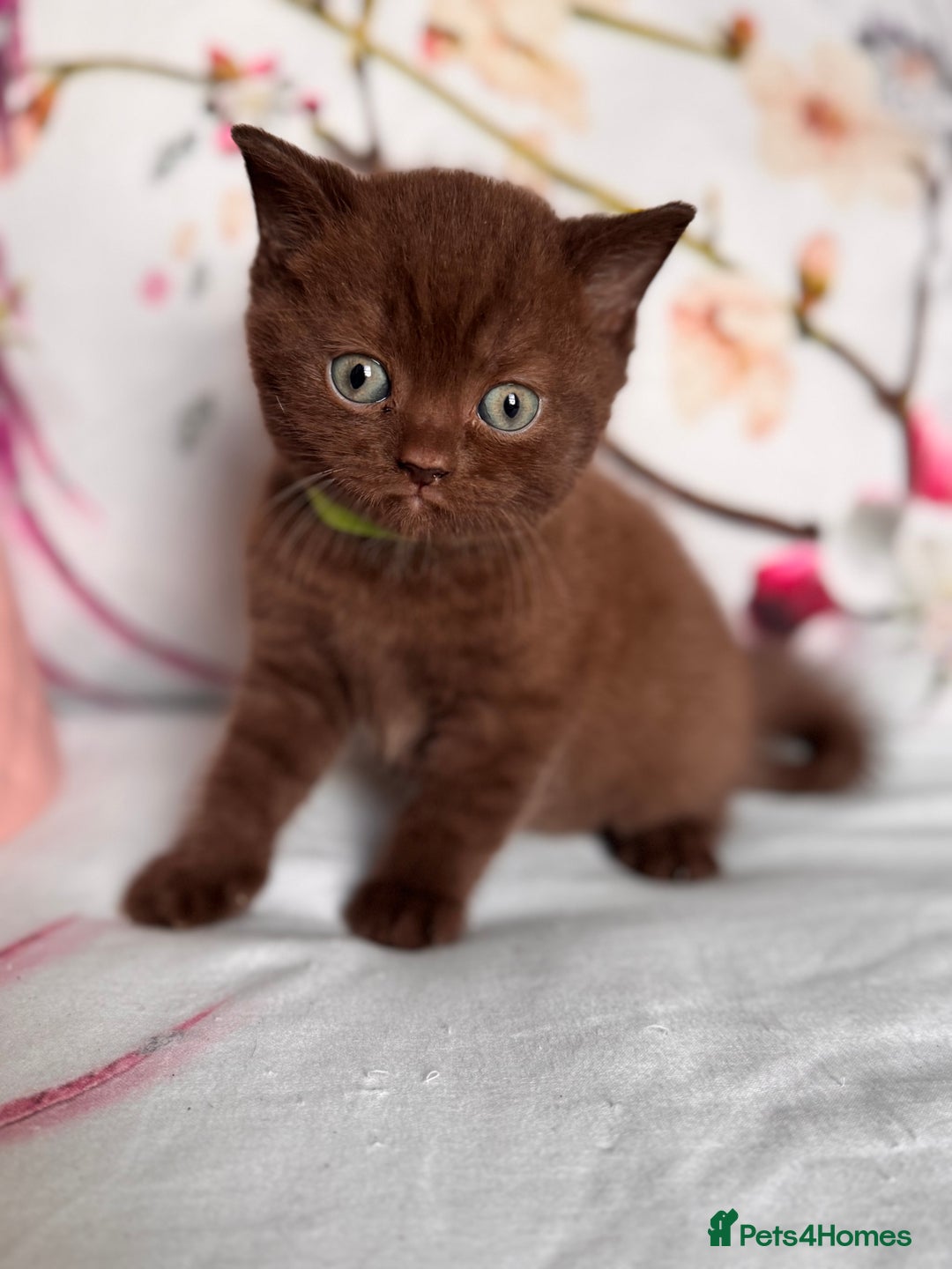 British Shorthair cats for sale: Beautiful British Shorthair Kittens 💝 - Image 9