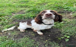 English Springer Spaniel dogs for sale: English Springer Spaniel - Image 2