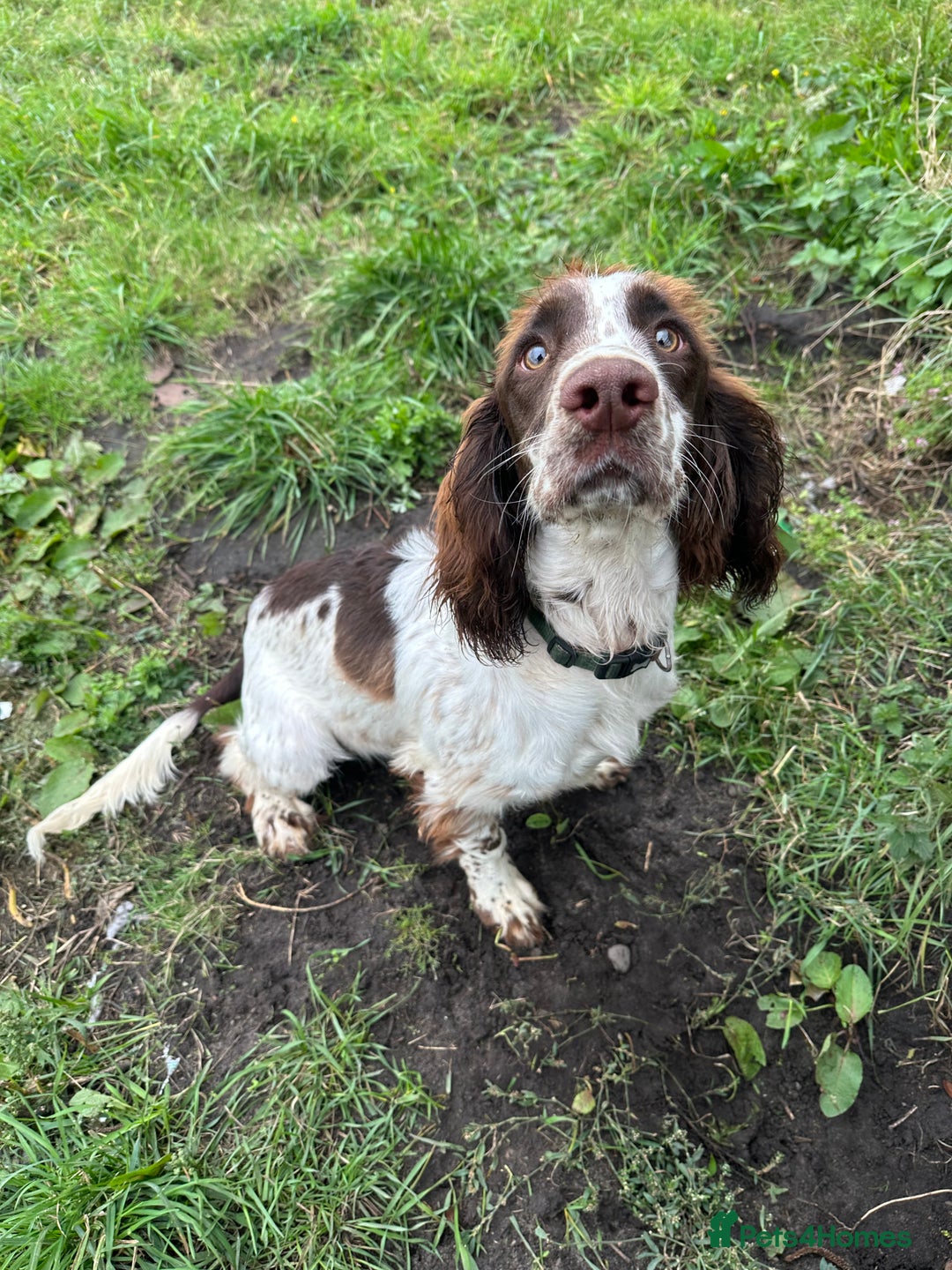 English Springer Spaniel dogs for sale: English Springer Spaniel - Image 2
