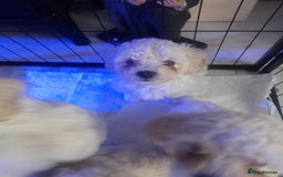 Poochon dogs for sale: Beautiful Poochon Puppies - Image 11