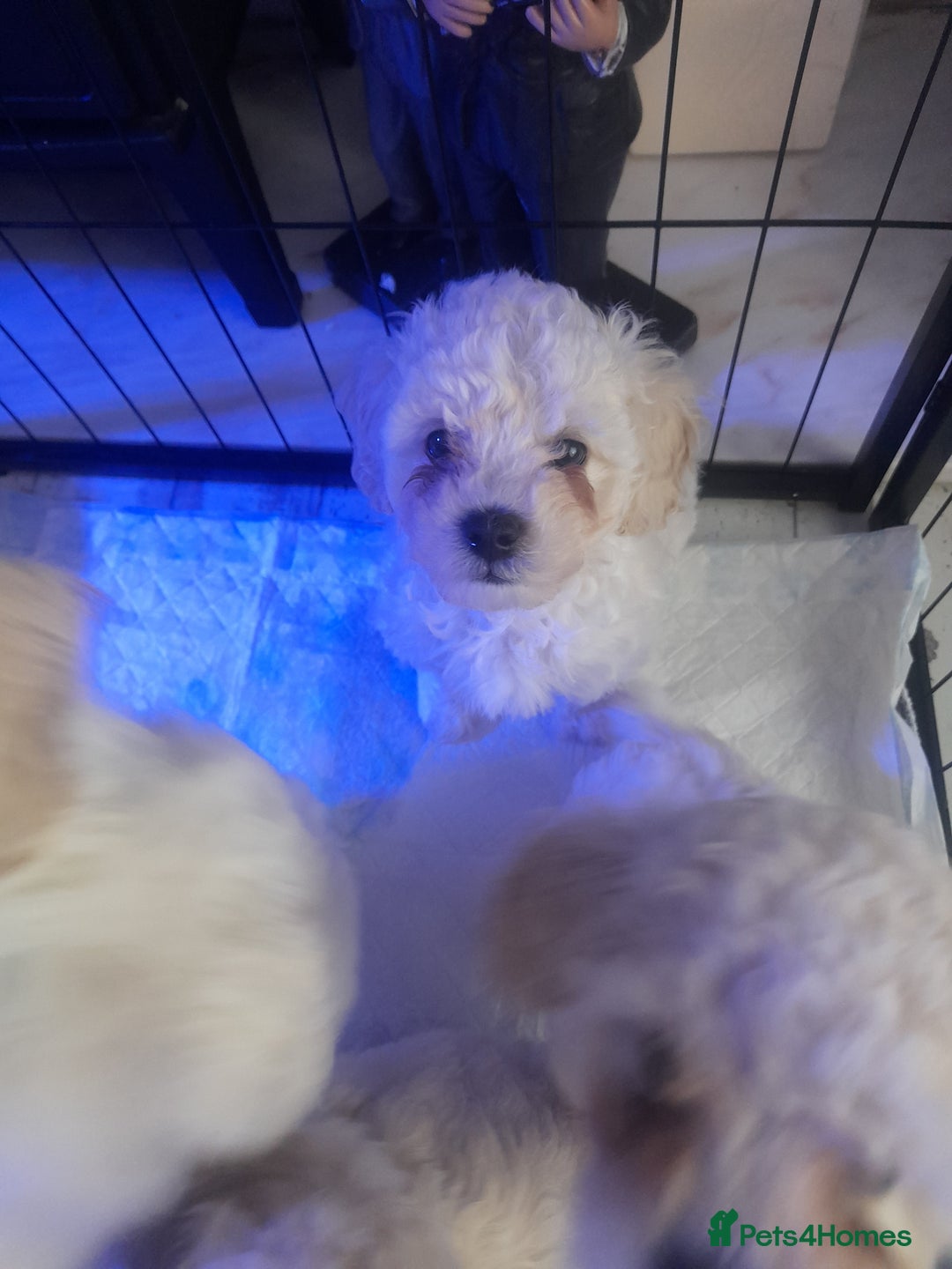 Poochon dogs for sale: Beautiful Poochon Puppies - Image 11