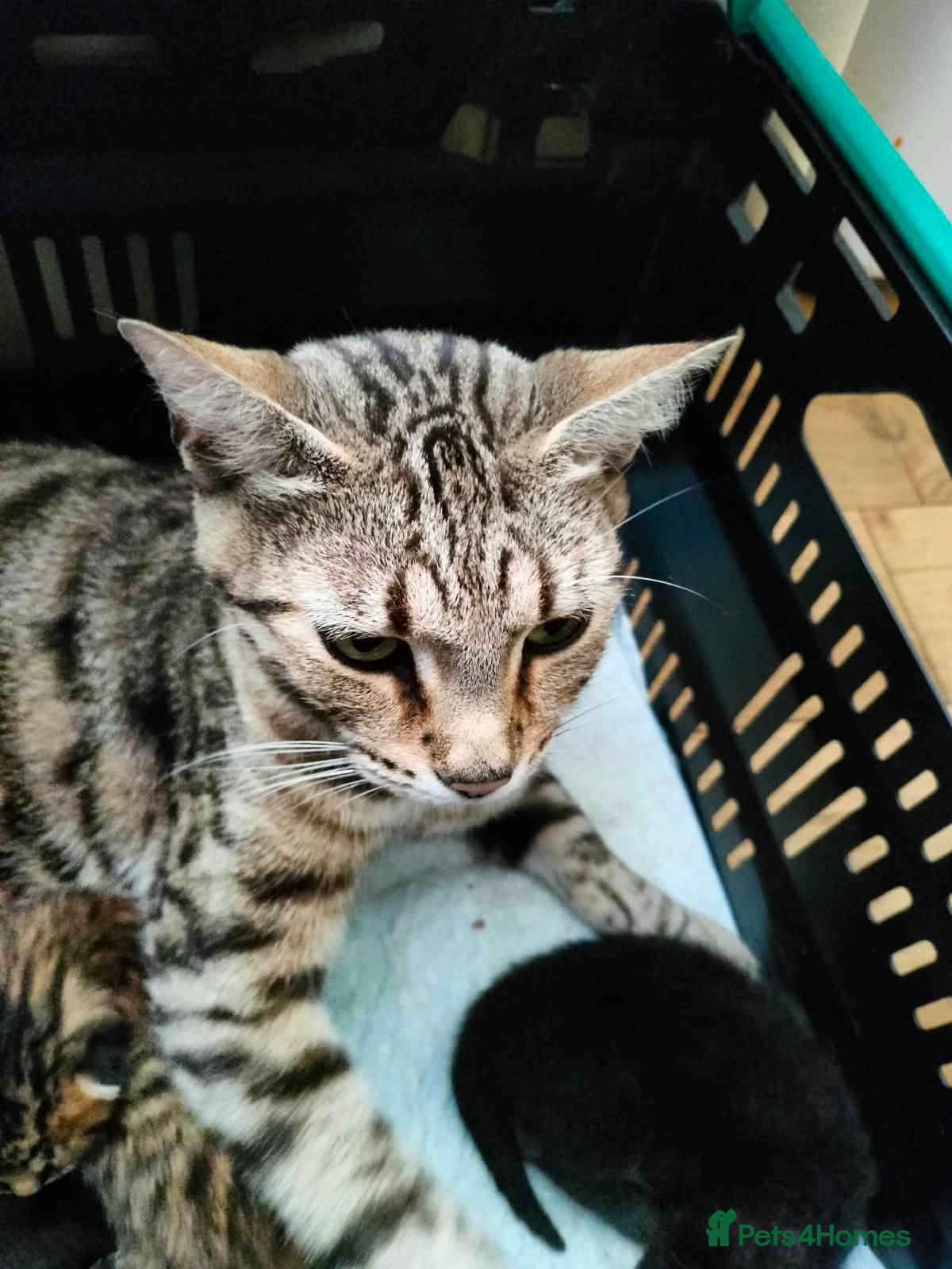 Bengal cats Rare Silver Smoke Bengal and Black Kittens. MALES - Advert 8