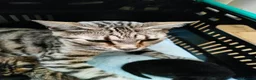Bengal cats for sale: Rare Silver Smoke Bengal and Black Kittens. MALES - Advert 1