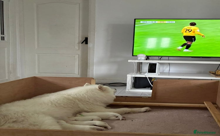 Samoyed dogs - Advert 2