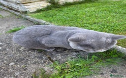 British Shorthair cats for sale: Blue, British short hair male - Image 4