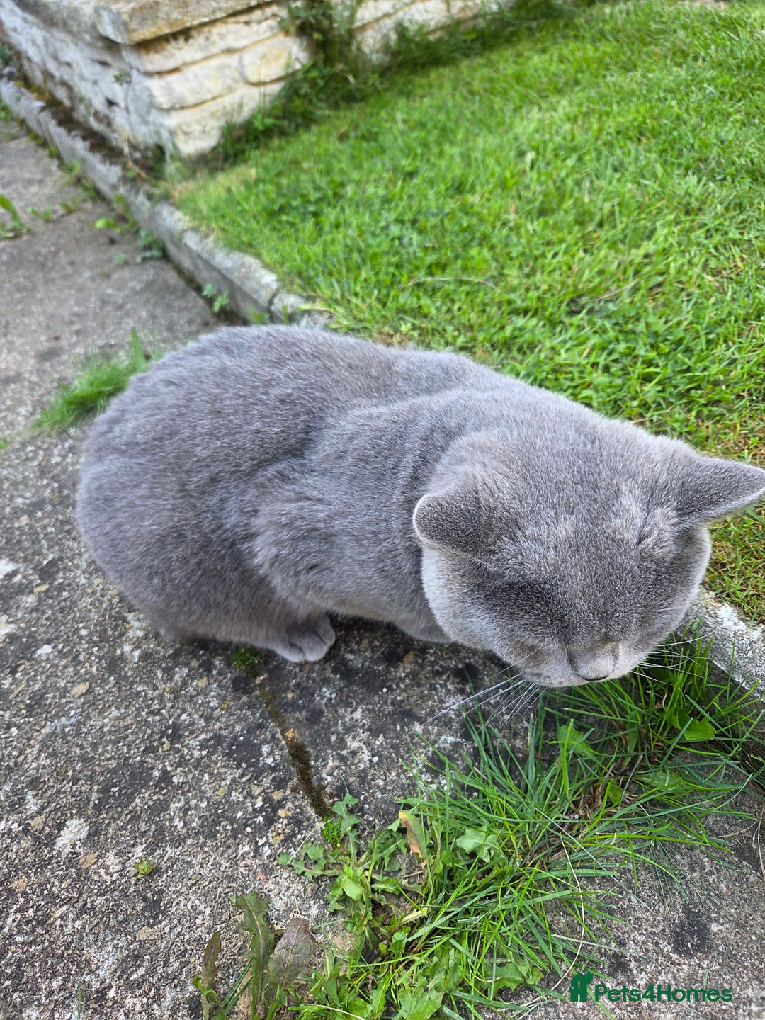 British Shorthair cats for sale: Blue, British short hair male - Image 4