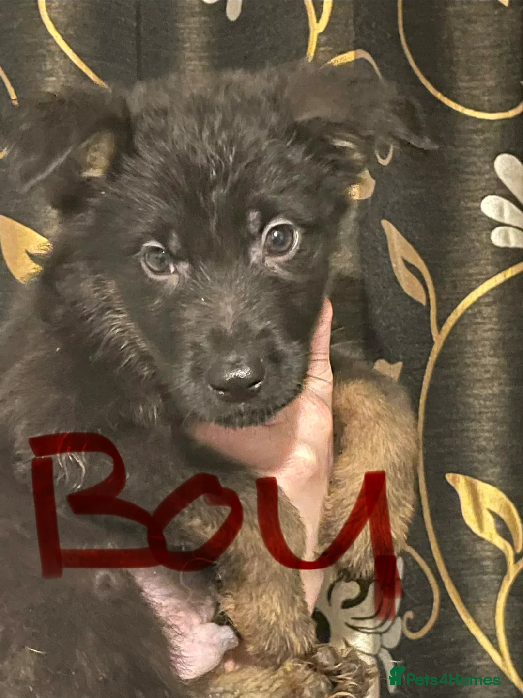 German Shepherd dogs for sale: German shepherd puppies ready now  in Sheffield - Advert 8