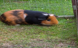 Guinea Pig rodents for sale: Fudge & Smudge - Image 4