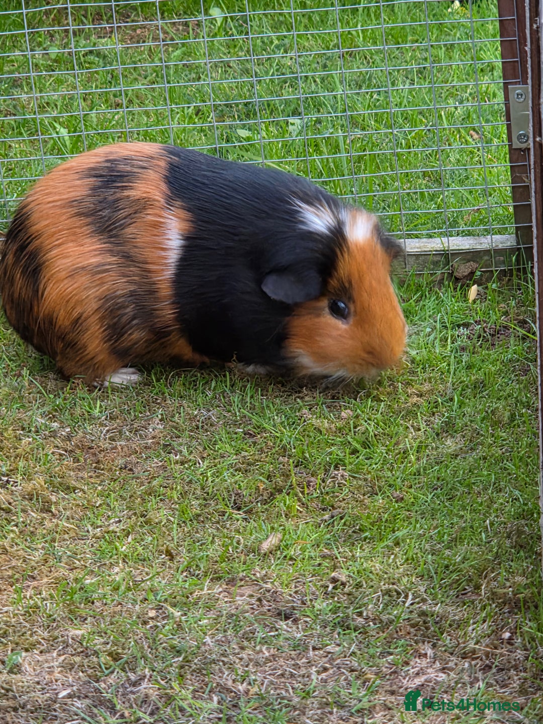 Guinea Pig rodents for sale: Fudge & Smudge - Image 4