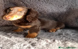Miniature Dachshund dogs for sale: Dachshund  - Image 1